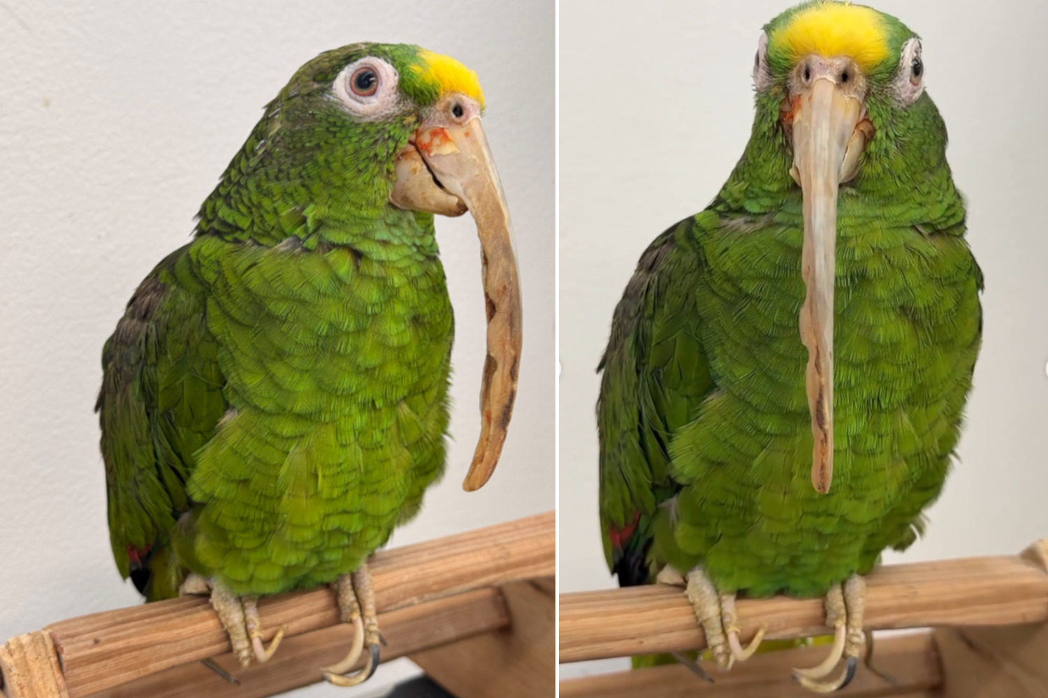 yellow-headed caique parrot freed after 32 years