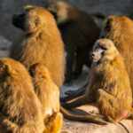 Nuremberg zoo baboons