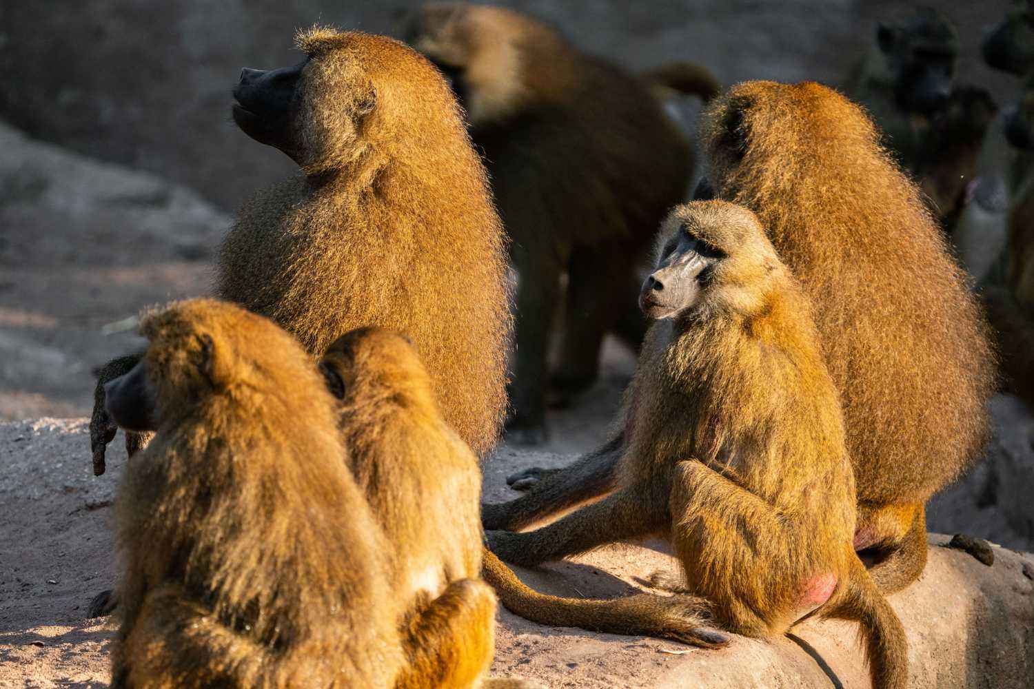 Nuremberg zoo baboons