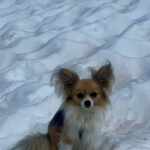 Chihuahua helped save a mountaineer