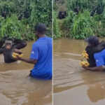 Citron the chimpanzee reunites with Fiston