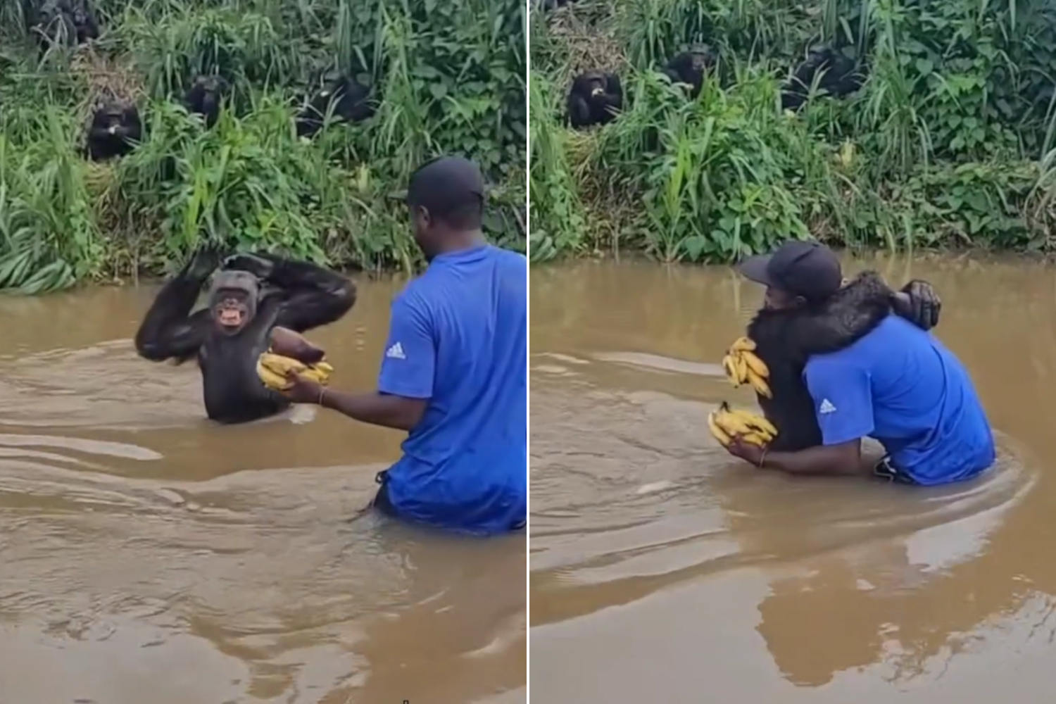 Citron the chimpanzee reunites with Fiston