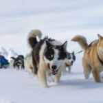 Greenland’s original sled dog