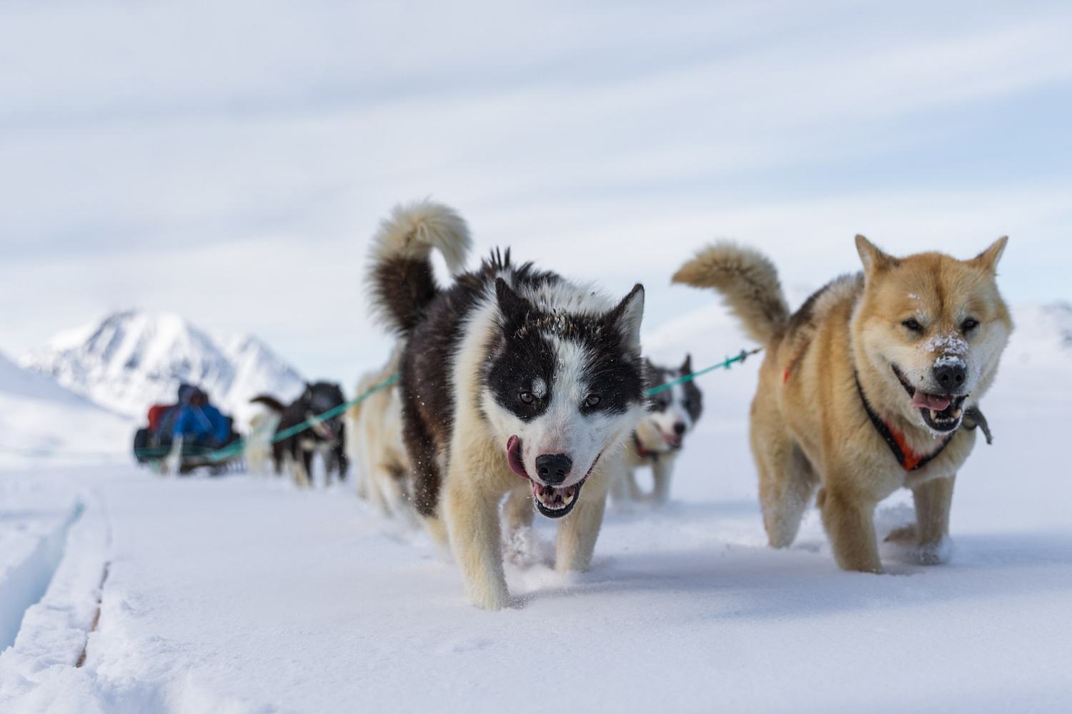 Greenland’s original sled dog