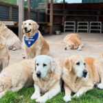 “Golden Retriever Experience”
