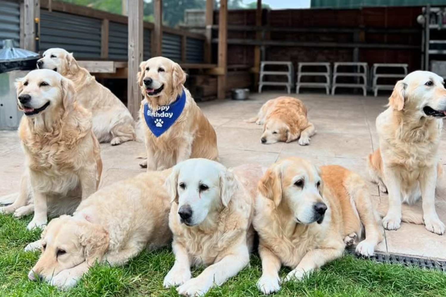 “Golden Retriever Experience”