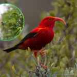 hawaiian honeycreepers