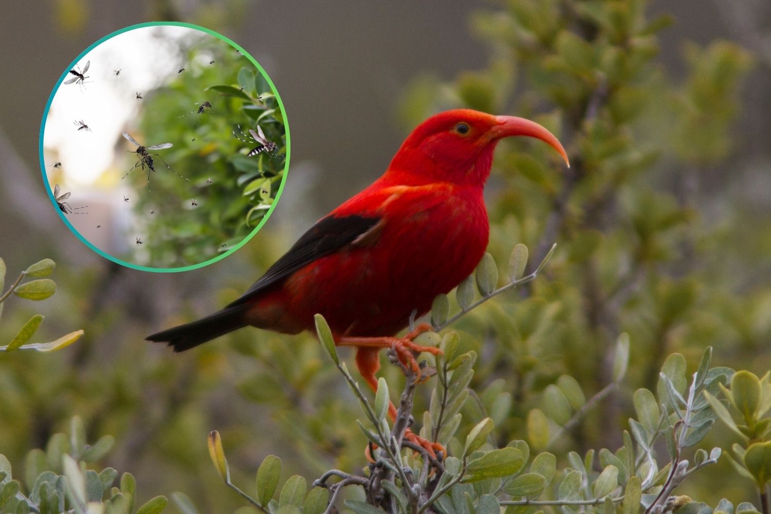 hawaiian honeycreepers