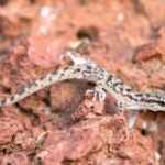 Mares leaf-toed gecko