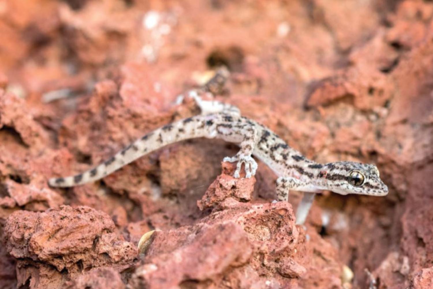 Mares leaf-toed gecko