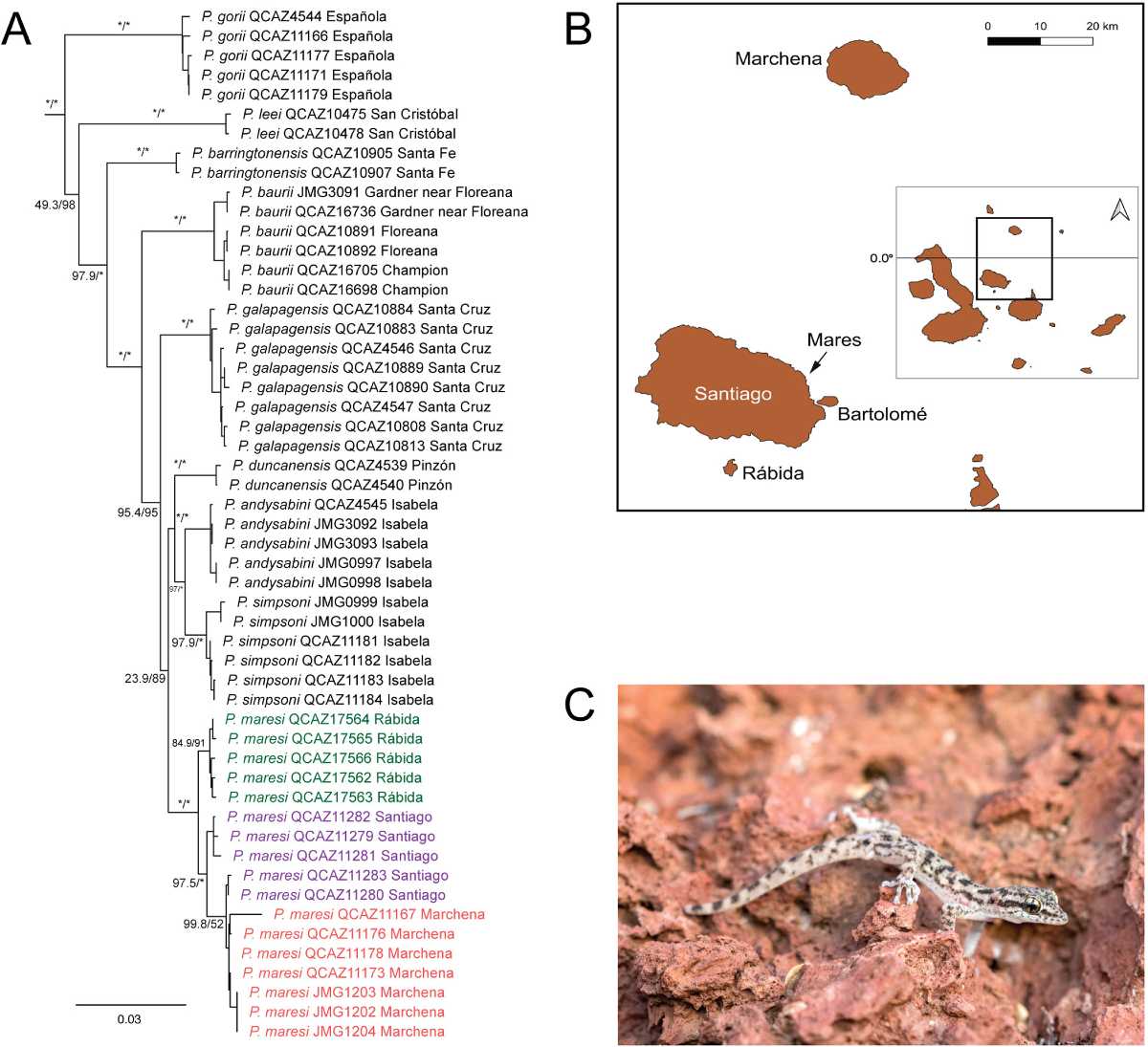 Mares leaf-toed gecko