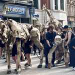 THE HERDS