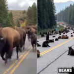 1animals leaving Yellowstone