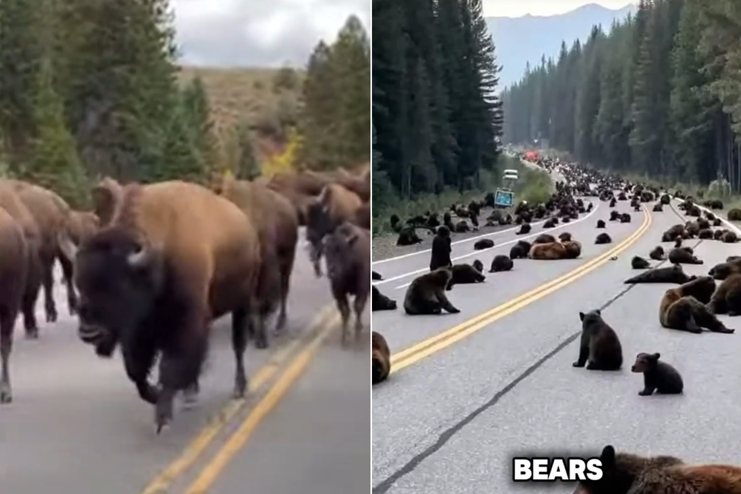 1animals leaving Yellowstone