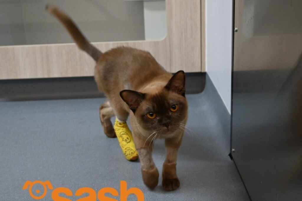 cat survived to a washer-machine