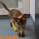 cat survived to a washer-machine