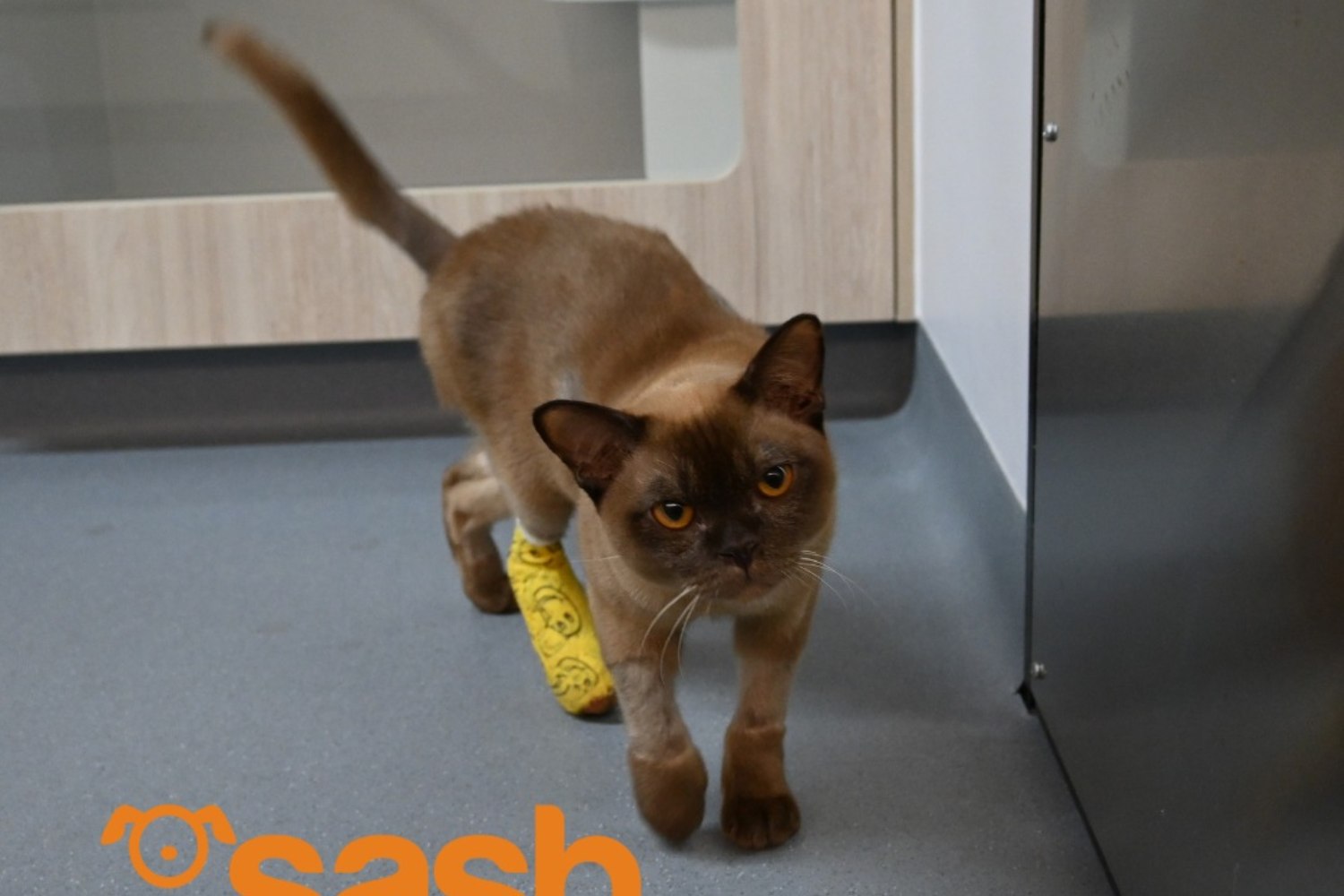 cat survived to a washer-machine