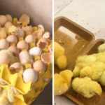 eggs in acarton box then became chicks