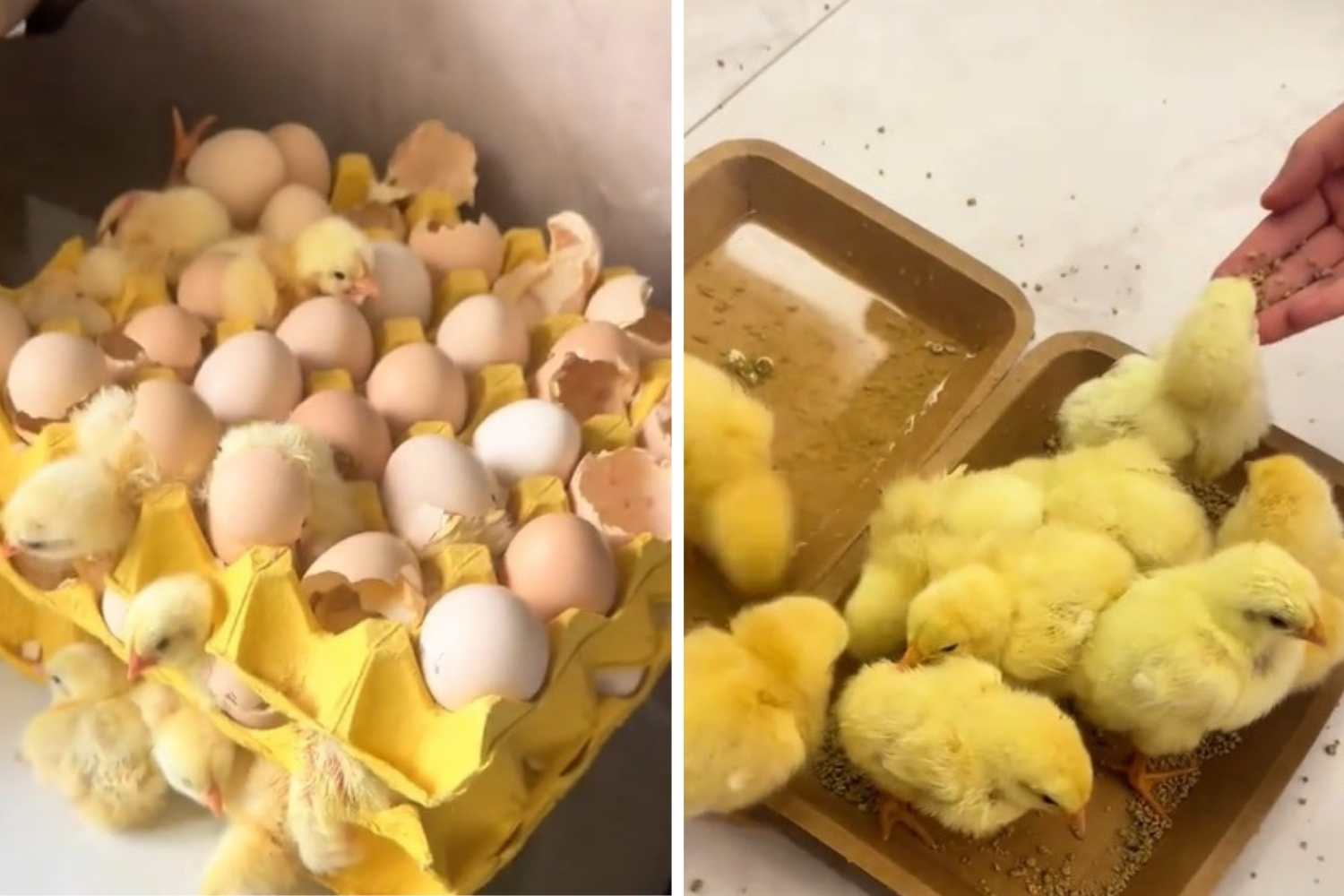 eggs in acarton box then became chicks