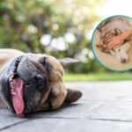 dog affected by heat