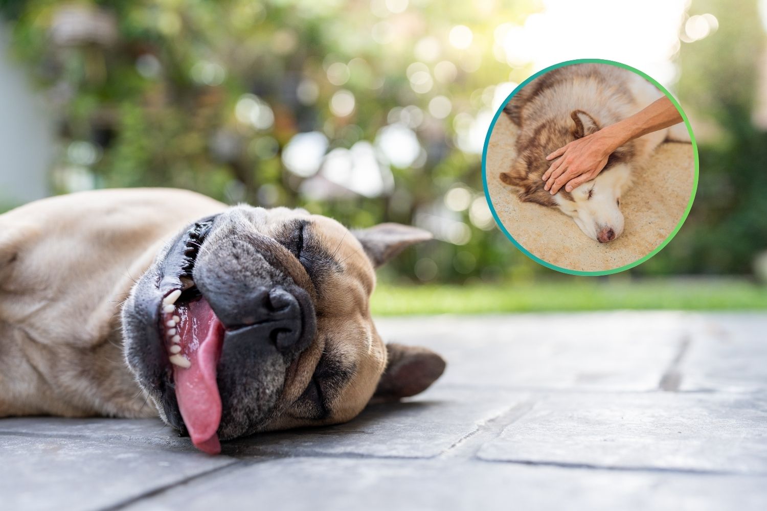 dog affected by heat