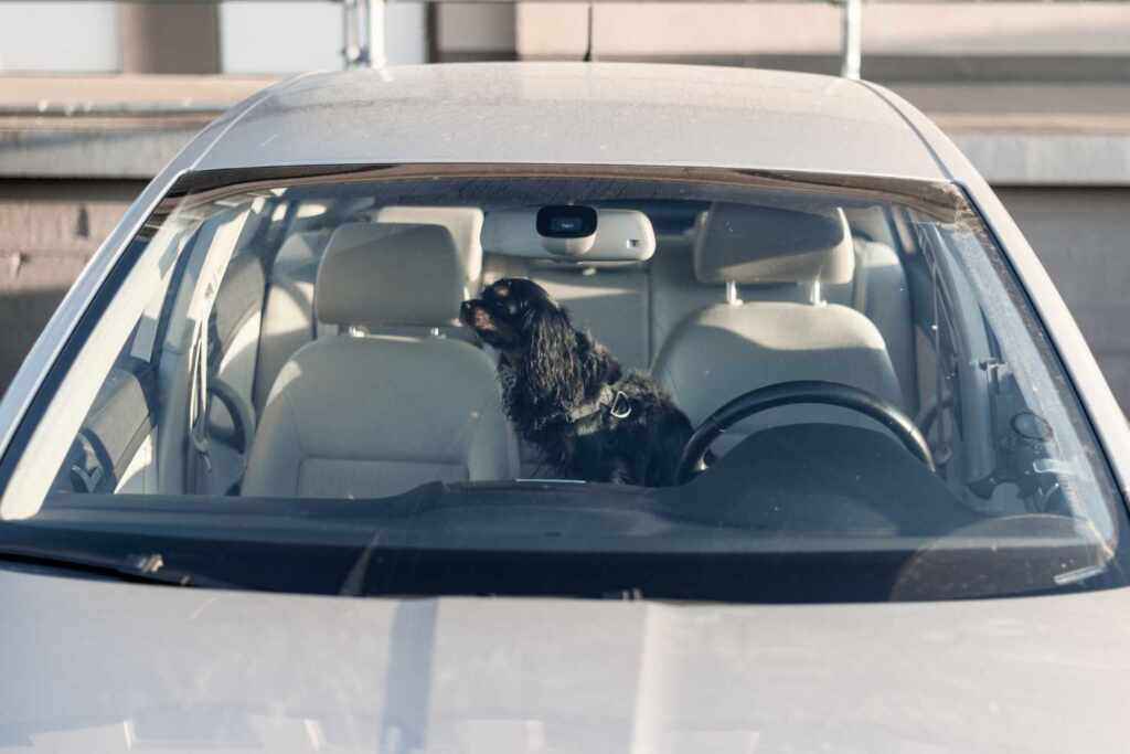 Dog left locked in a car