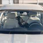 Dog left locked in a car