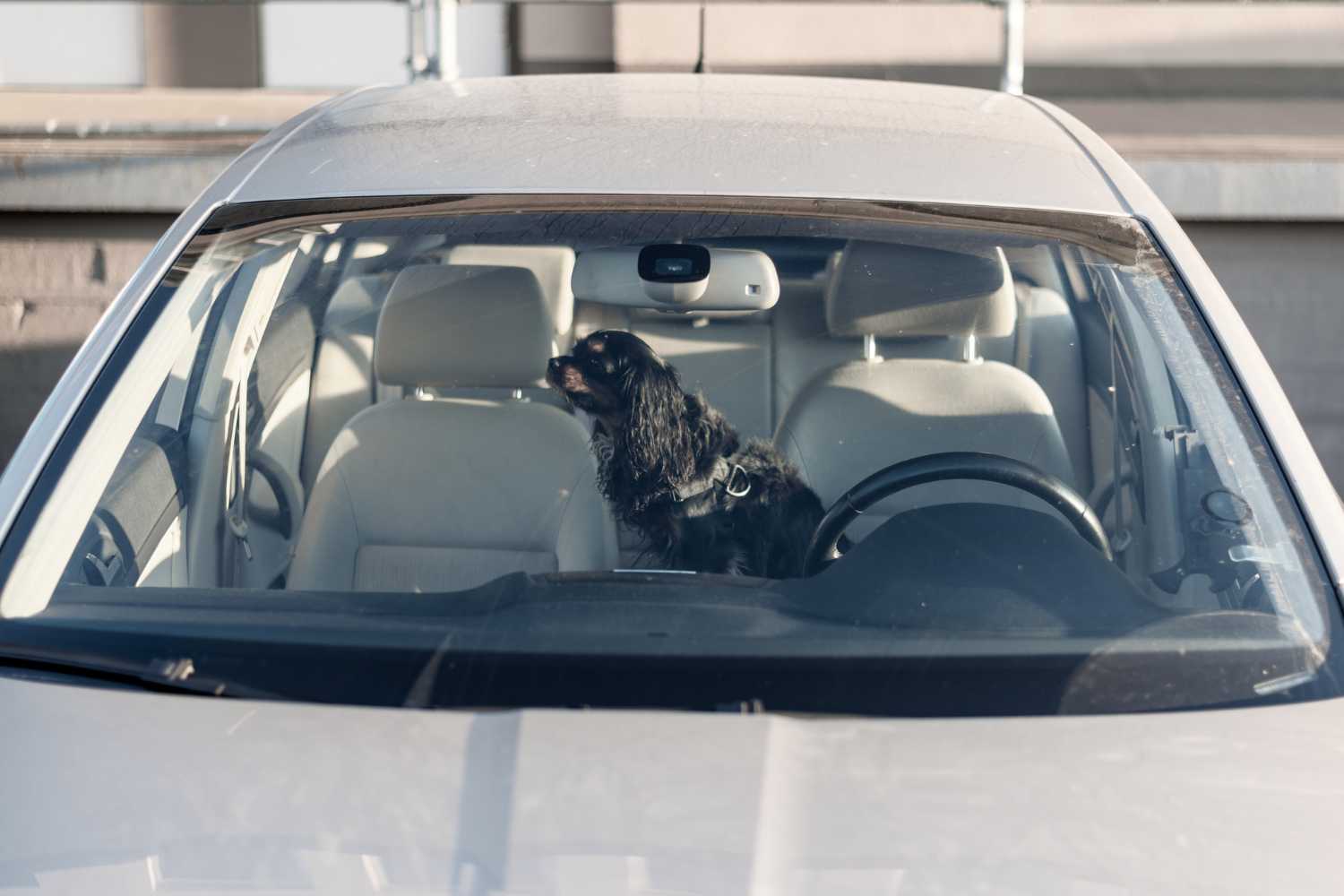 Dog left locked in a car