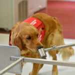 dogs could be key to early parkinson’s diagnosis