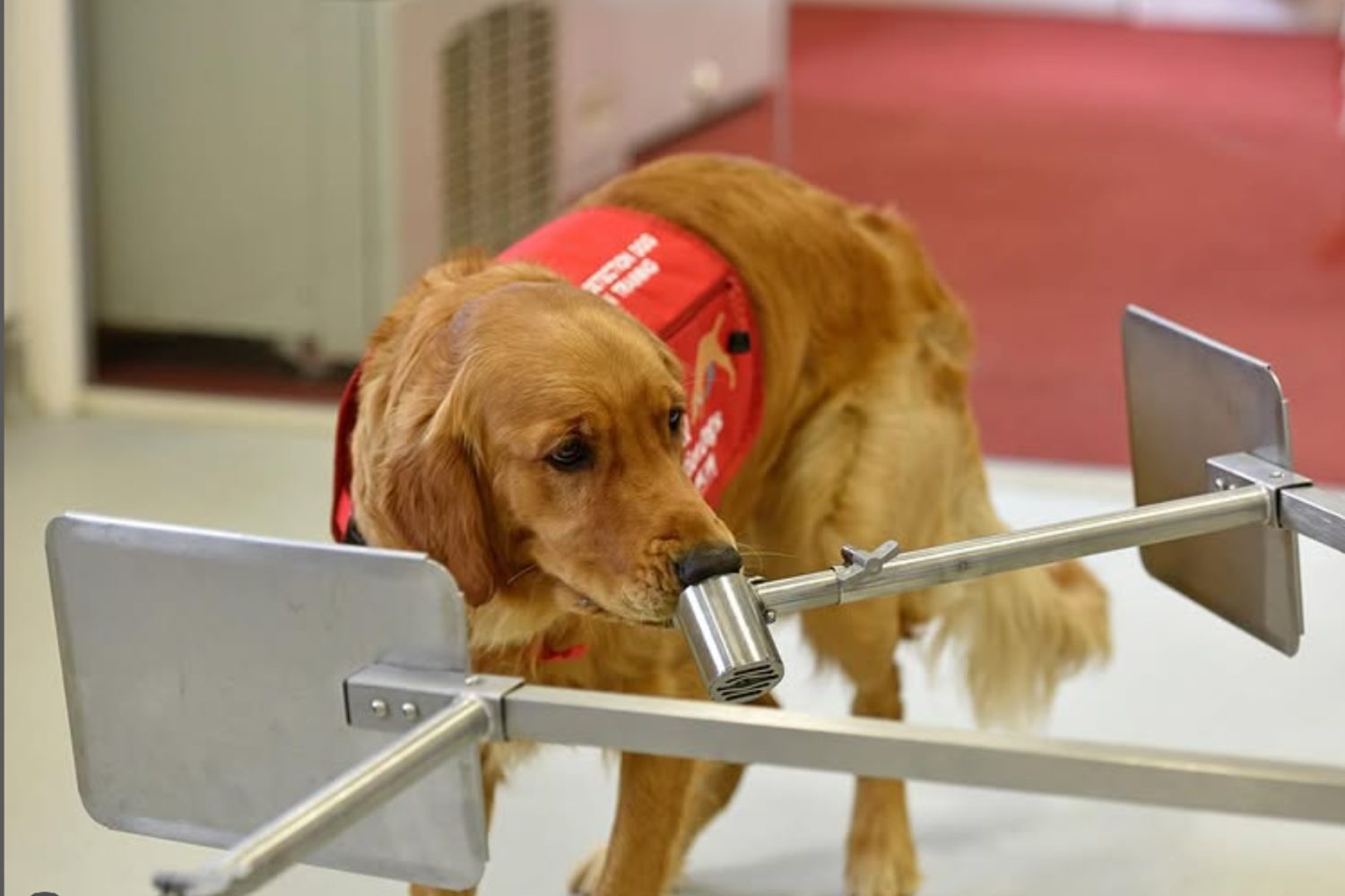 dogs could be key to early parkinson’s diagnosis