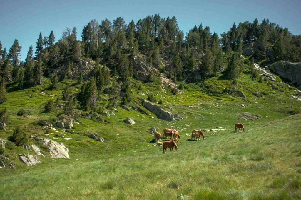 wild horses fire prevention