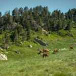 wild horses fire prevention