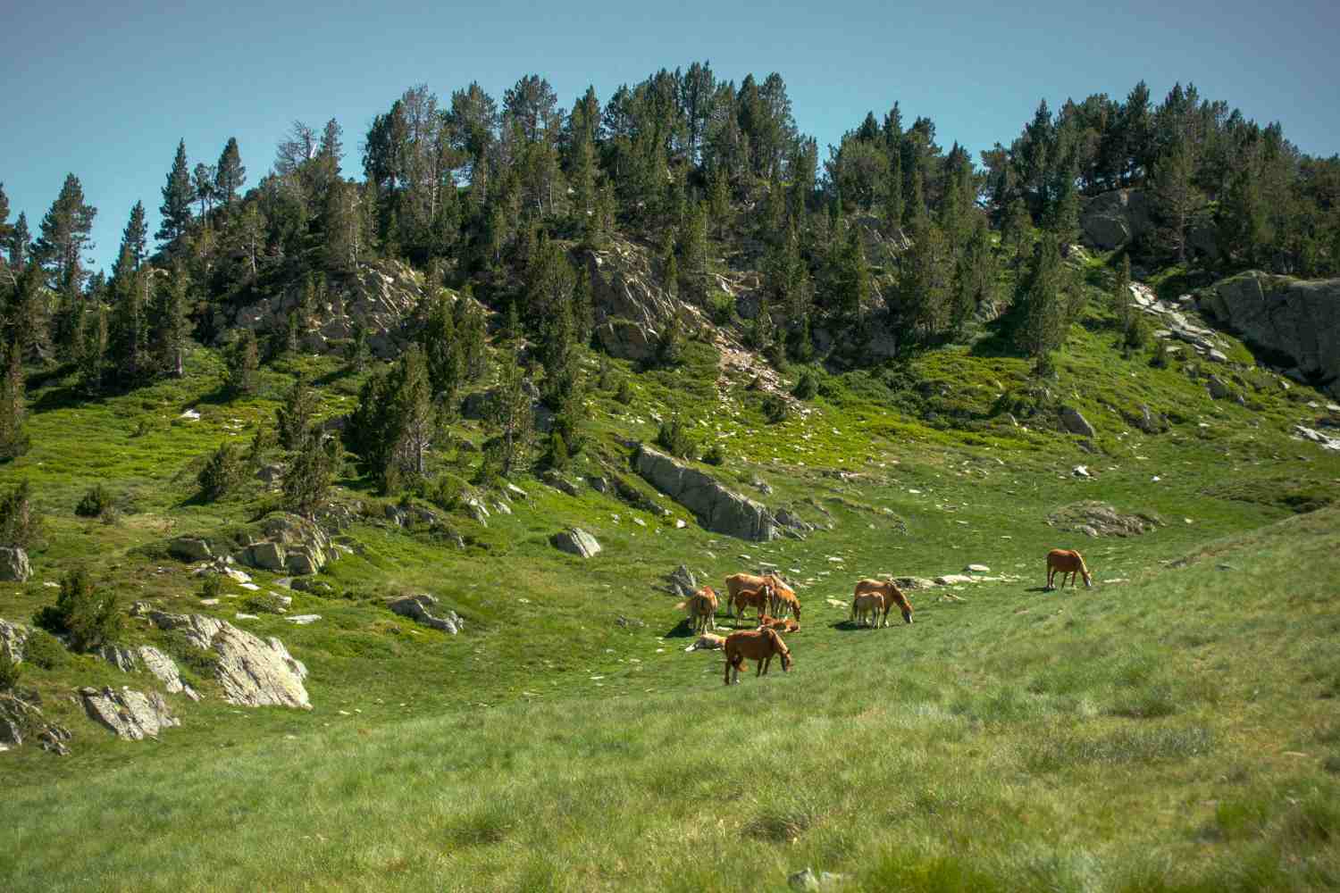 wild horses fire prevention