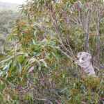 Hidden Koala
