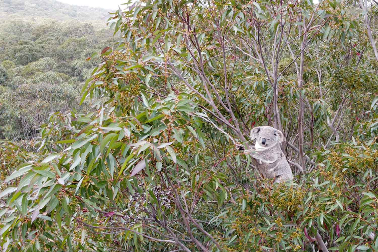 Hidden Koala