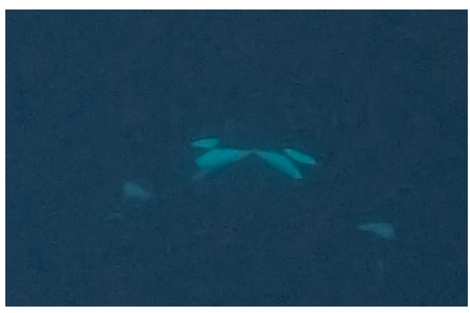 Orcas