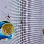 fungus that kills mosquitoes