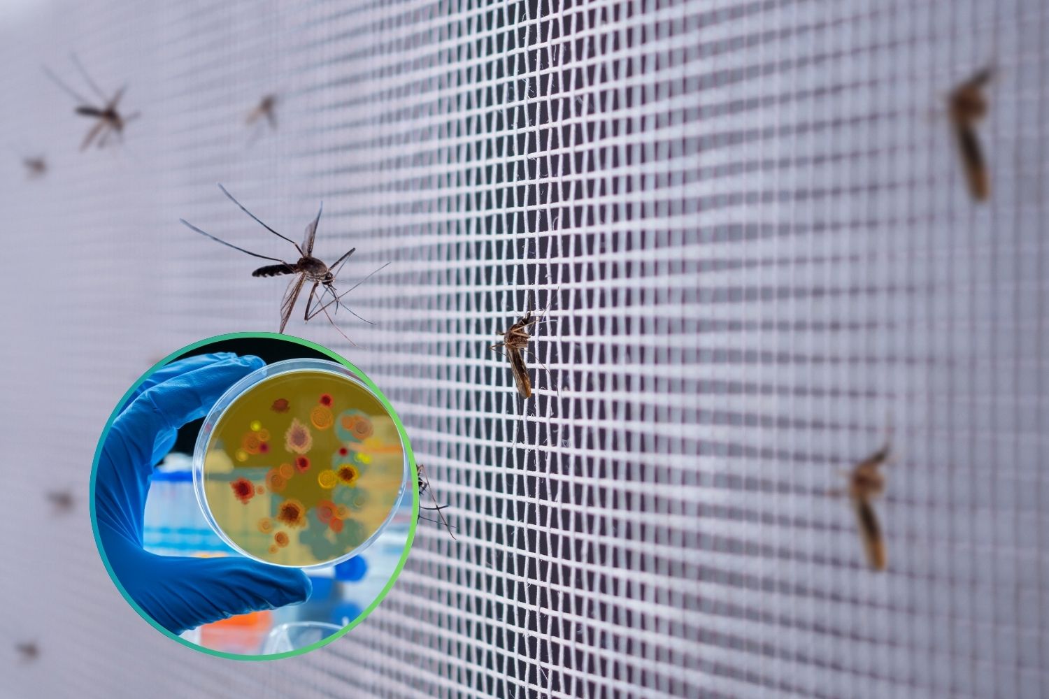 fungus that kills mosquitoes