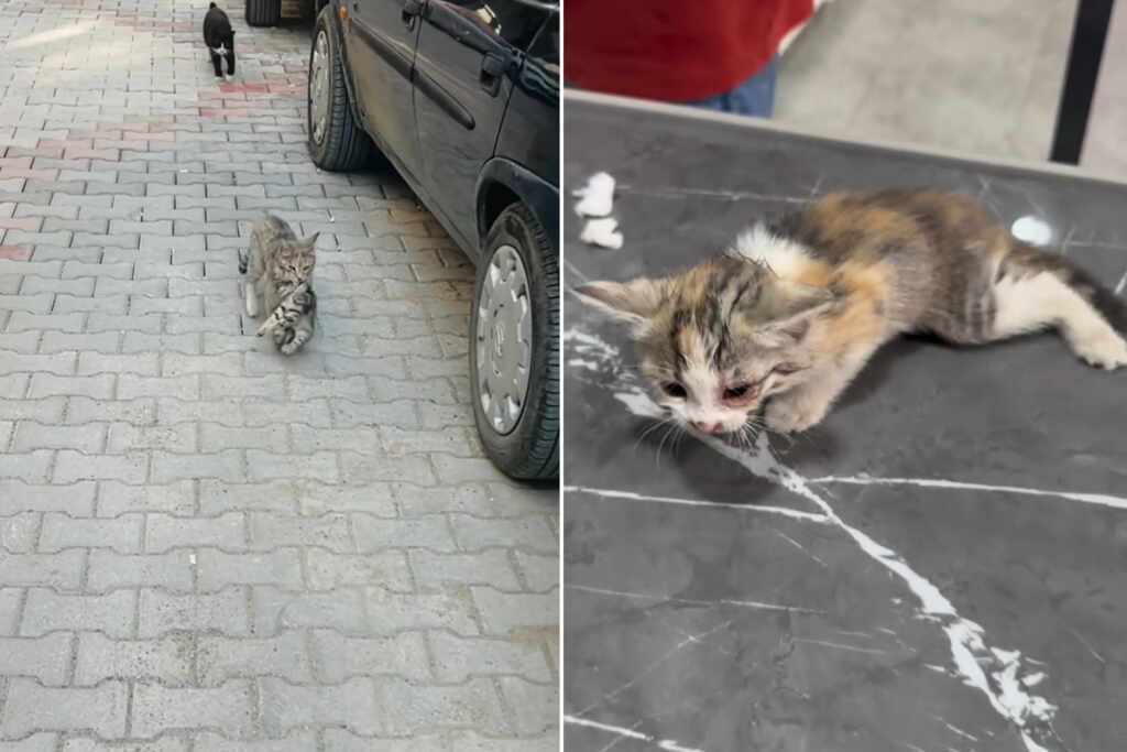 stray ca and a kitten