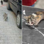 stray ca and a kitten