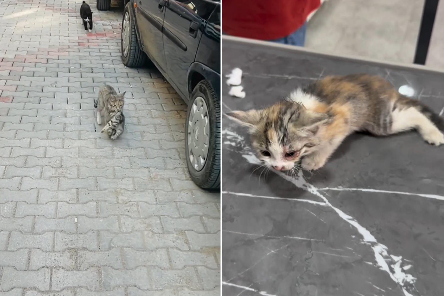 stray ca and a kitten