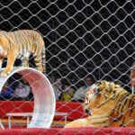 Tigers in a circus