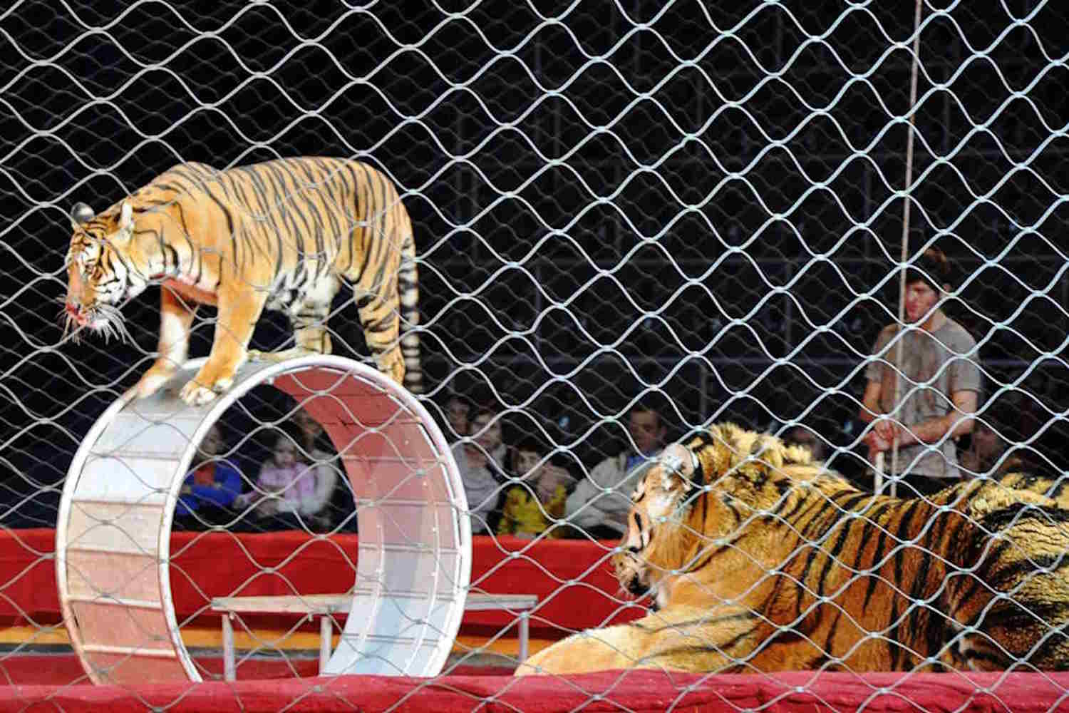 Tigers in a circus