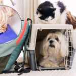 flying internationally with your pets