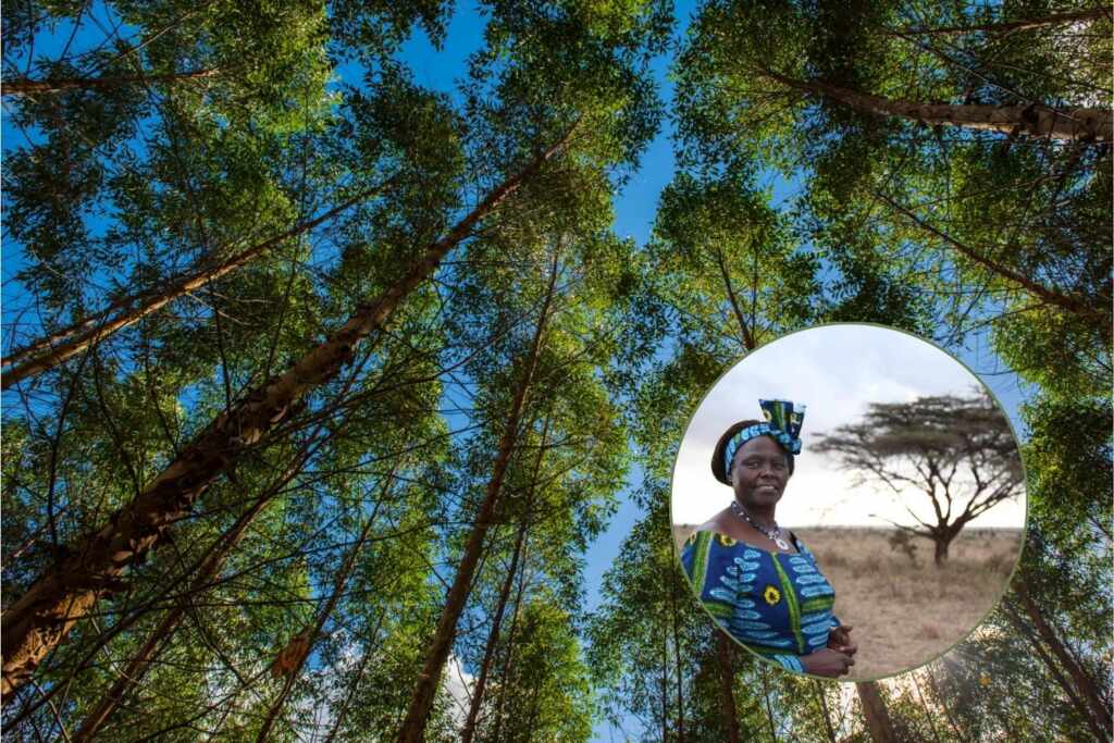 South Africa plans to plant a million trees