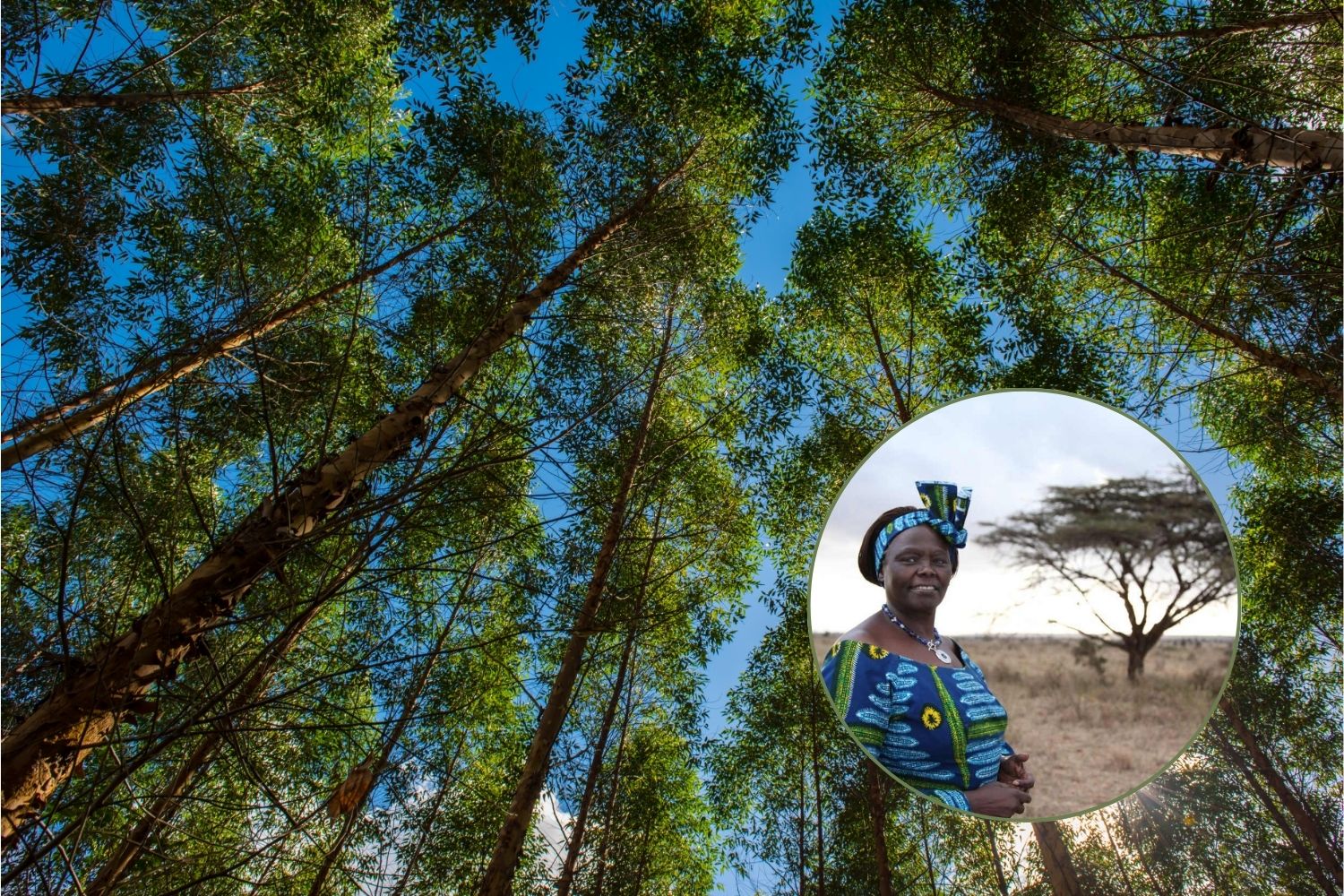 South Africa plans to plant a million trees