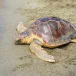 Jorge the Turtle