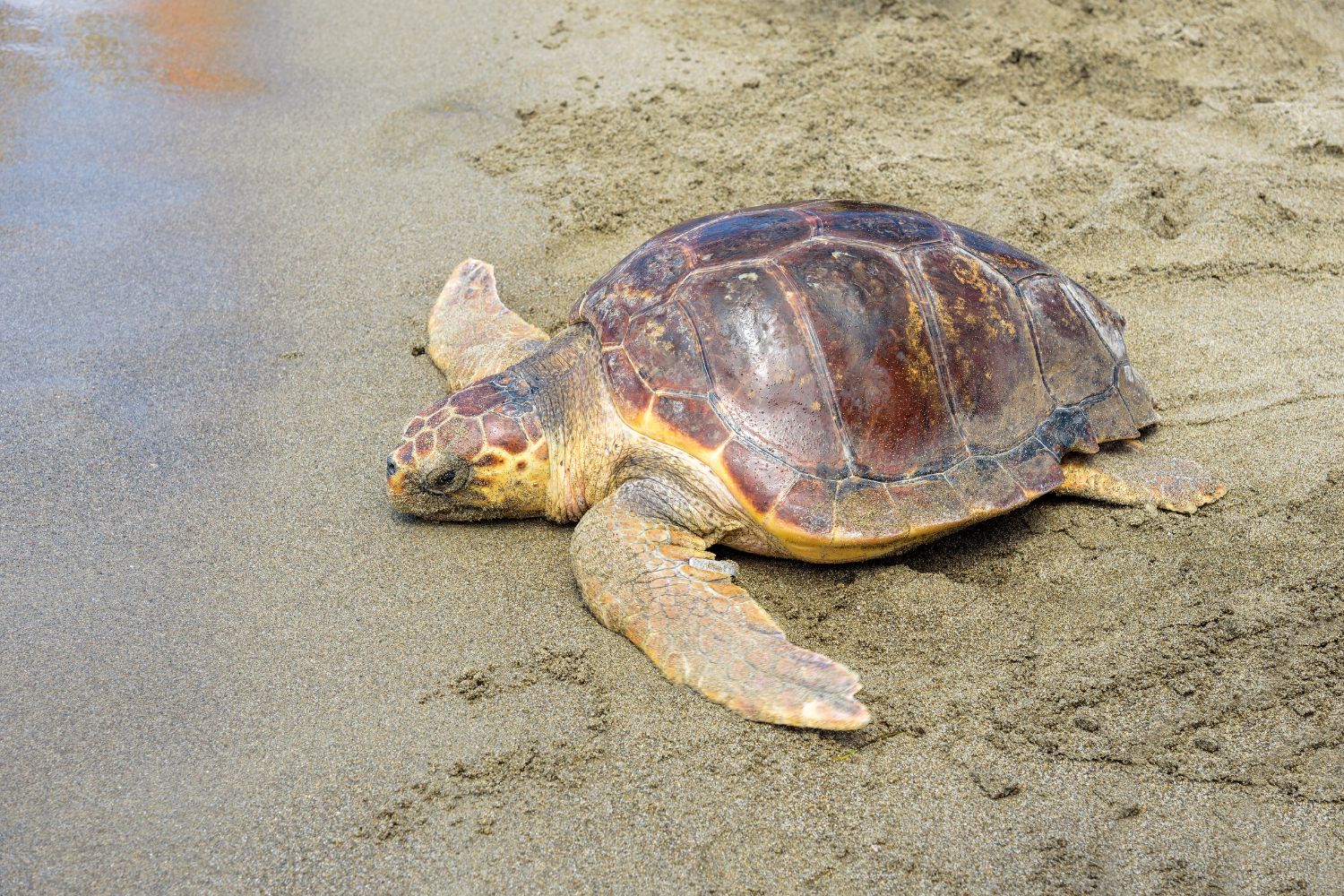 Jorge the Turtle