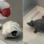 turtle smuggling