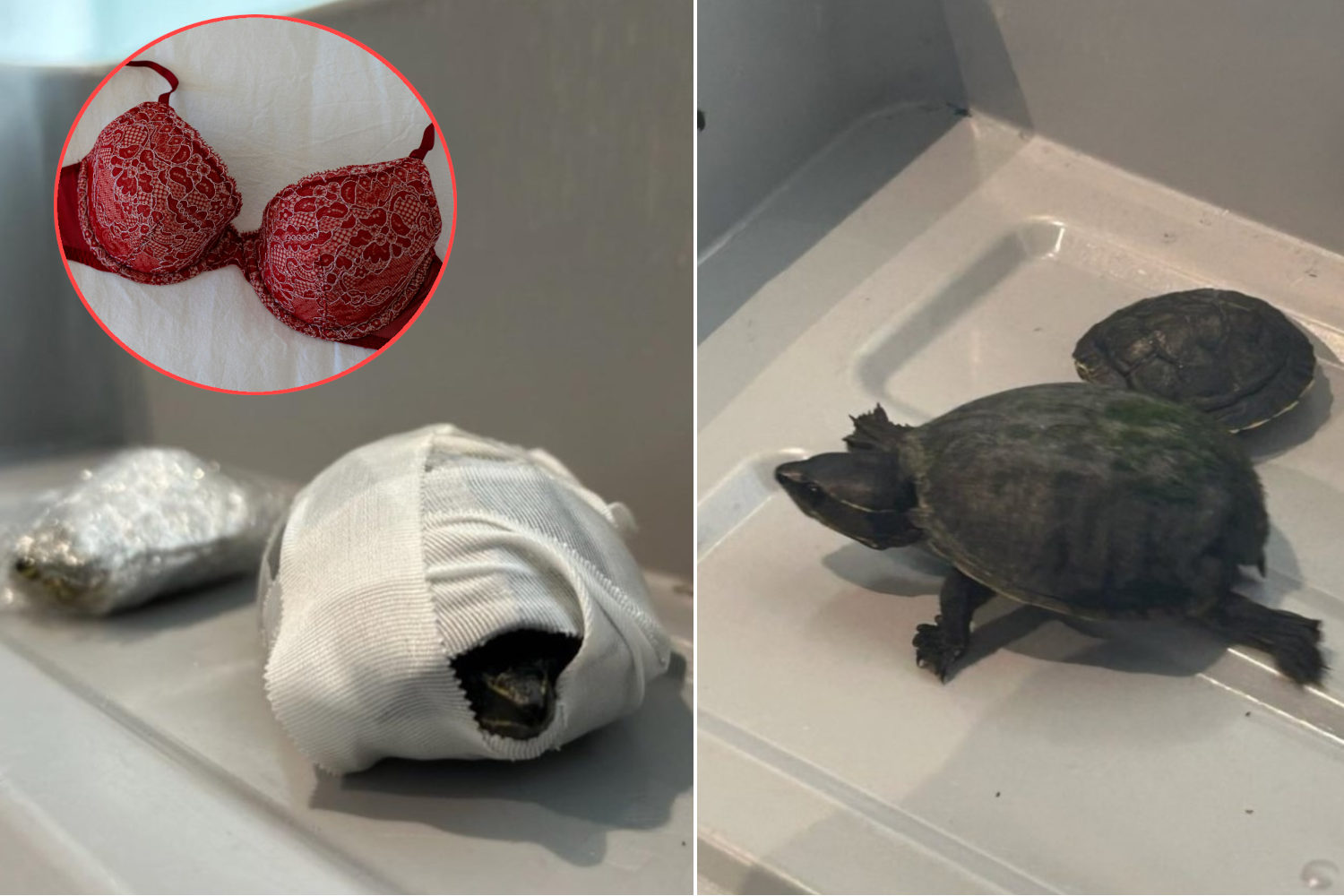 turtle smuggling